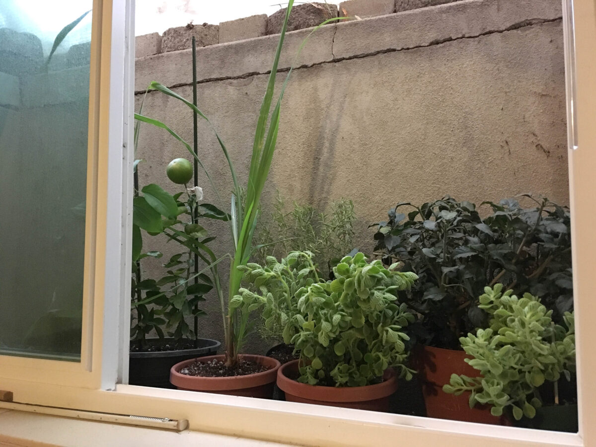 Garden Help Desk: Multiple methods for protecting tender plants from winter’s cold